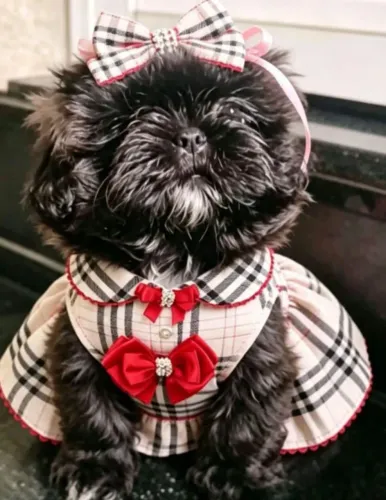 Filhotes disponíveis Shih Tzu