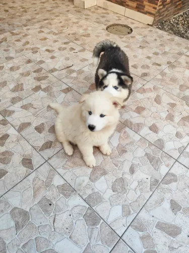 Filhotes de Husky Siberiano Wooly