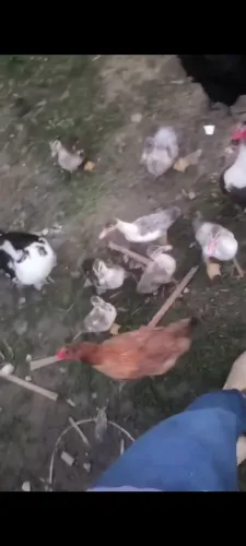 Vendo filhote de pato 