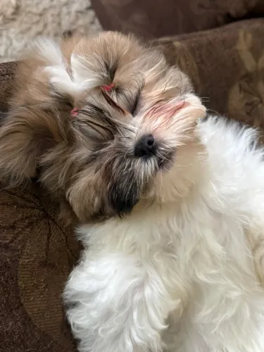 Vende-se Shih tzu 