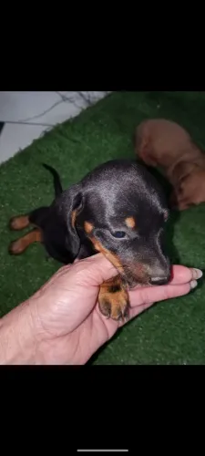Salsicha darchshund promoção do mês
