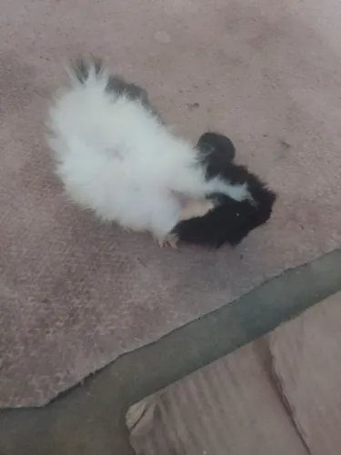 Porquinho da índia angorá