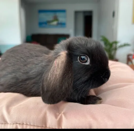 Filhote Coelho Mini lop 