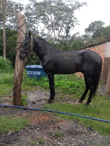 Cavalo mangalarga, macha  picada 