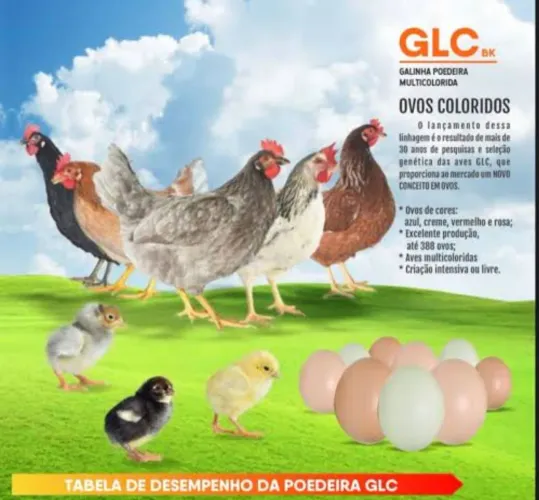 GLC Poedeira de Ovos Coloridos 
