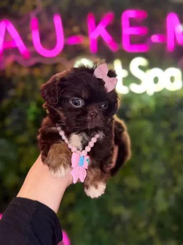 Shih tzu linda chocolate