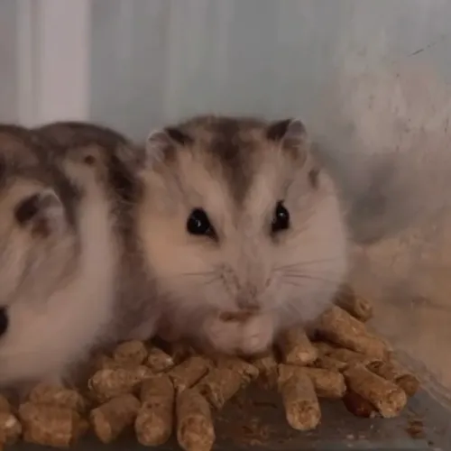 Hamster anão russo