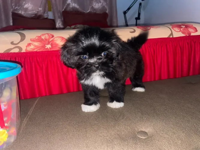 Cachorra