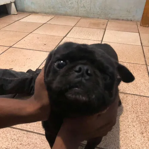 Vendo esse cachorro Pug preto 