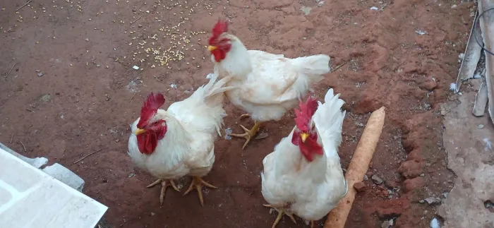 Galos Brancos