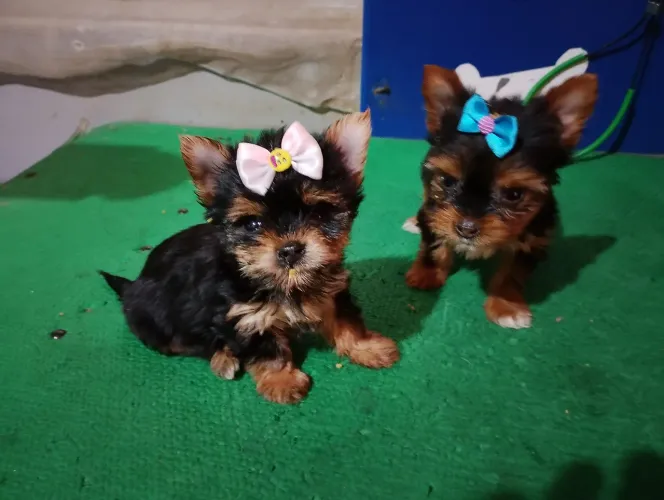 Lindas yorkshire fêmea micro