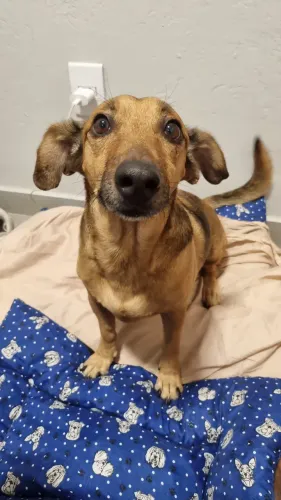 Doação Cachorro