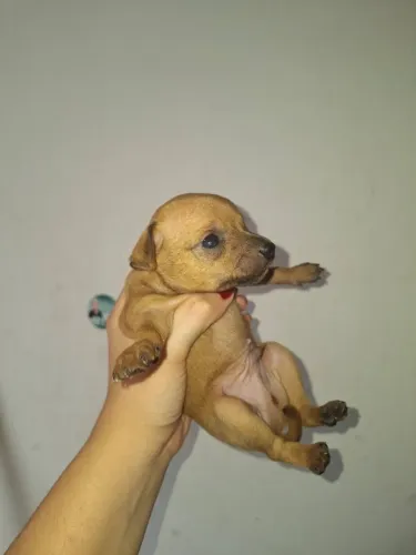 Filhote de Pinscher 01