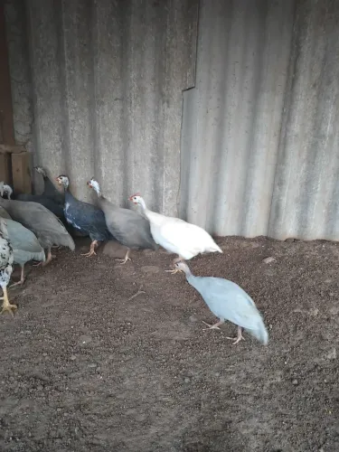 Aves