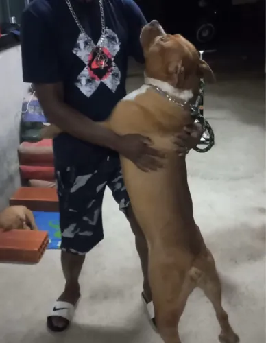 Vende-se pitbull adulto