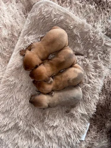 Filhotes de Dachshund arlequim