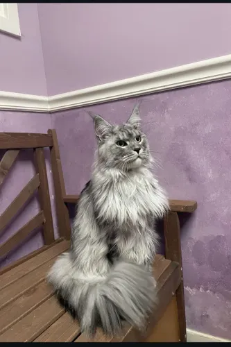 Maeni Coon Blue silver tabby