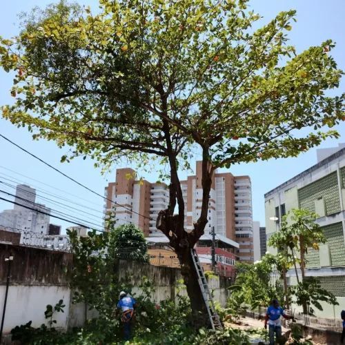 Poda de árvore e corte, limpeza de terreno e demolição. (orçamento grátis)