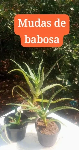 1 MUDA DE BABOSA ( ALOE VERA )