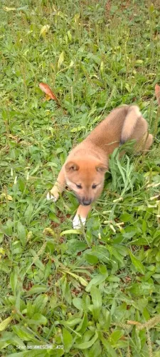 Shiba Inu com pedigree 