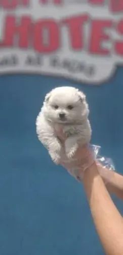 Spitz Alemão Anão- Machinho branquinho com 62 dias, padrão ursinho-Dani