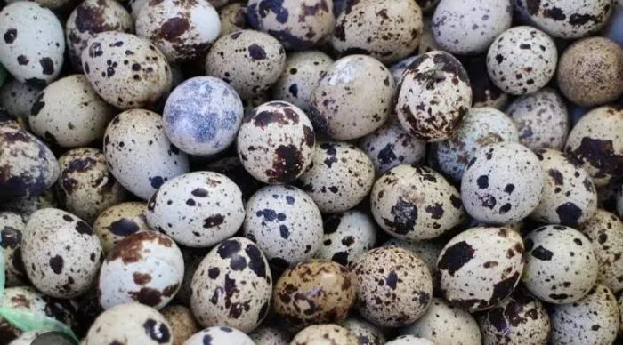 Ovos férteis de codorna gigante