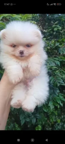 Filhote de Spitz Alemão fêmeas e machos 25