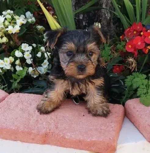 Yorkshire terrier fêmea com 55 dias na cor preto e canela vacinada e pedigree- Alberto