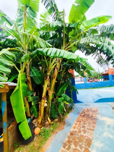Doação de bananeiras (Prata e Maçã)