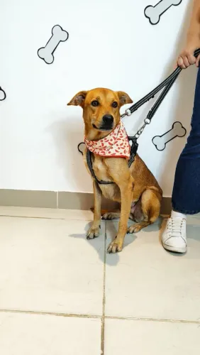 Cachorrinha Adorável para Adoção