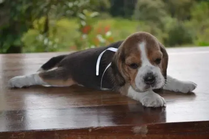 Beagle: O Companheiro Perfeito para Quem Ama Diversão!