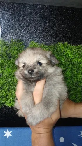 Macho de Spitz Alemão 