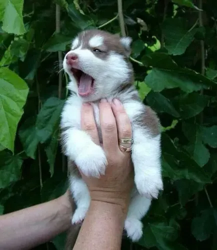 Husky: aventura e personalidade forte