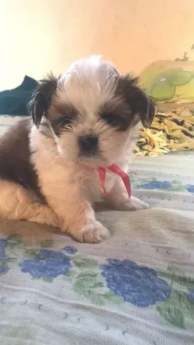 Filhote Shih Tzu fita vermelha para o mau olhado