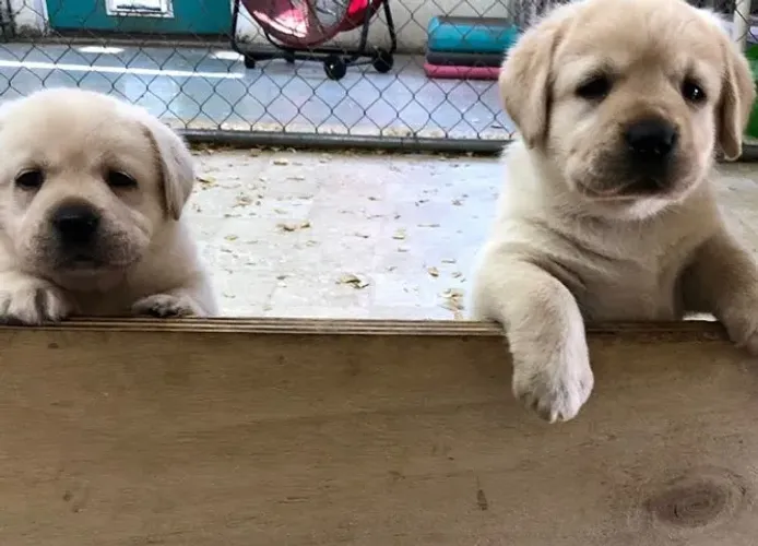 Labrador Sorrisos Que Andam Descalços