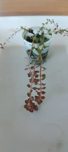 Box com 3 plantas aquáticas e palustres sortidas.