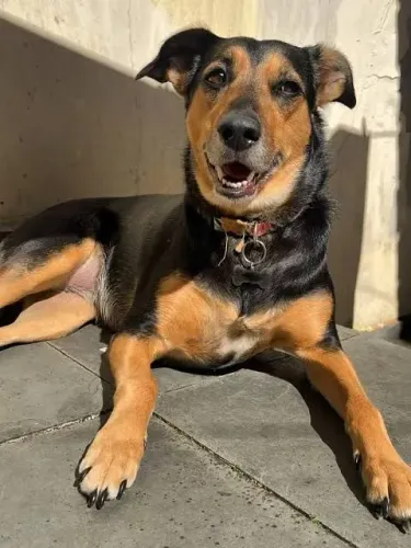 DOAÇÃO - Cachorro NICO 3 anos 