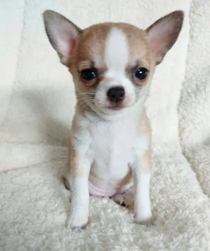 Chihuahua fofo