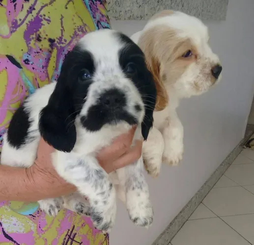 Cocker spaniel inglês canil