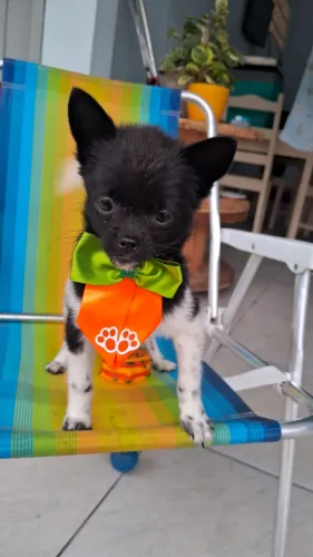 Cachorro chihuahua com todas vacinas em dia !