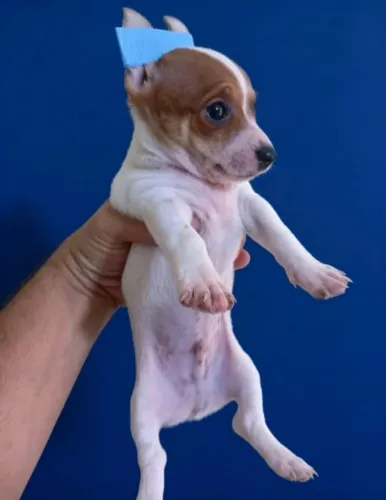 Pinscher