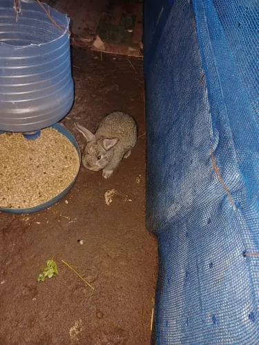 Vendo filhote d coelhos