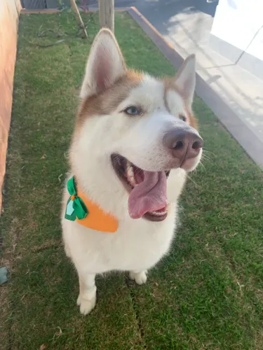 Husky Macho Para Cruza