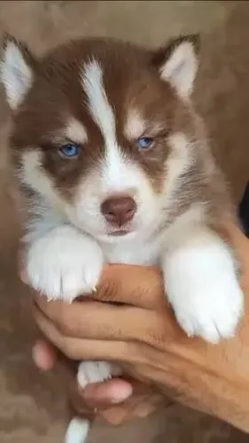 Husky Siberiano ? Seu Novo Companheiro Pode Estar Aqui!