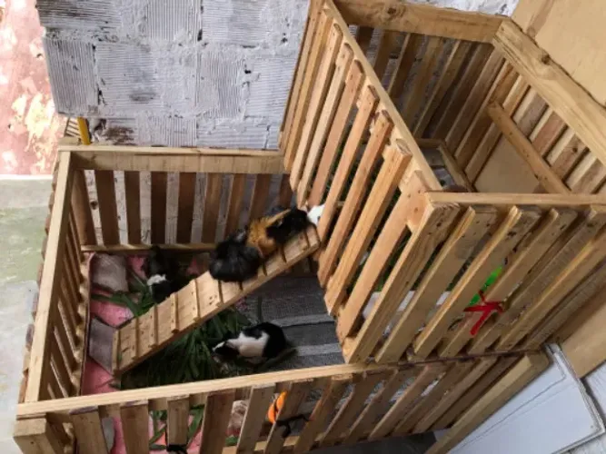 Cercadinho para porquinho da Índia