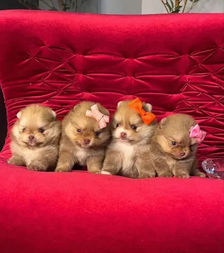 Lulu da pomerania urso