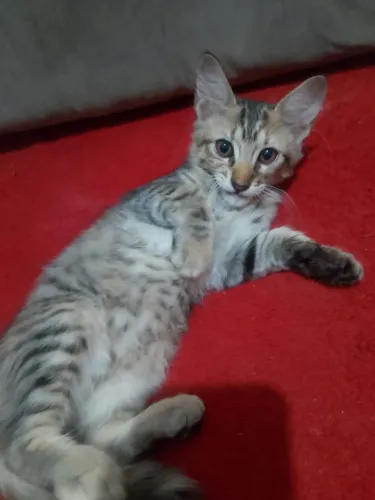 Gatinhas 