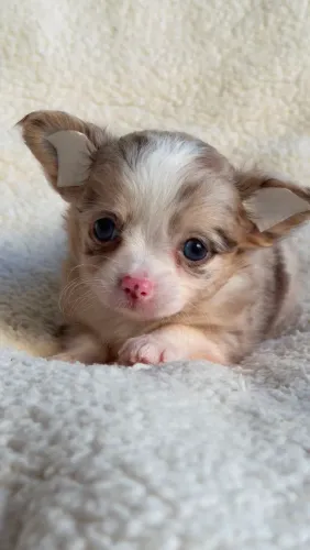 Chihuahua macho Pêlo longo de cor exótica. Beleza  e cuidado com muito amor!