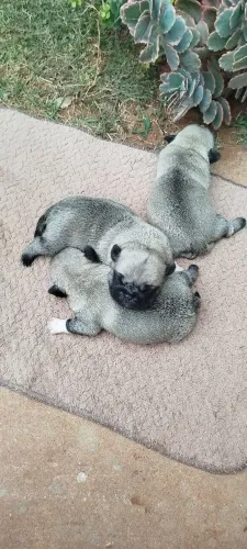 Cachorro PUG