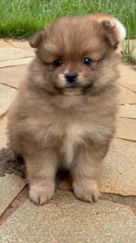 Filhote SPITZ ALEMÃO ANÃO PEDIGREE CBCK AZUL